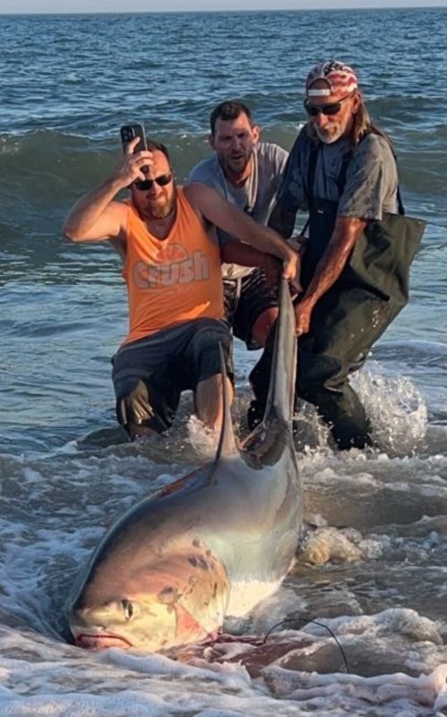 thresher shark in New Jersey