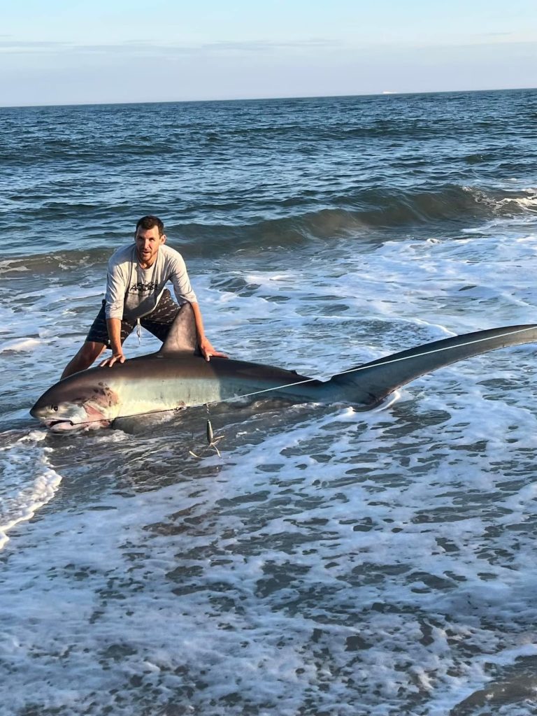 thresher shark in New Jersey
