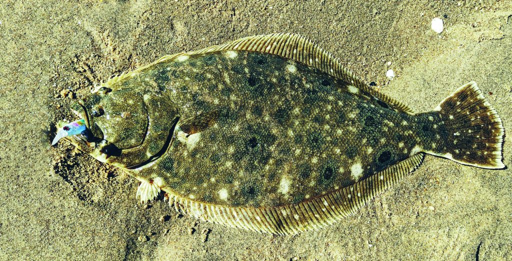 backwater fluke fishing with jerkbaits