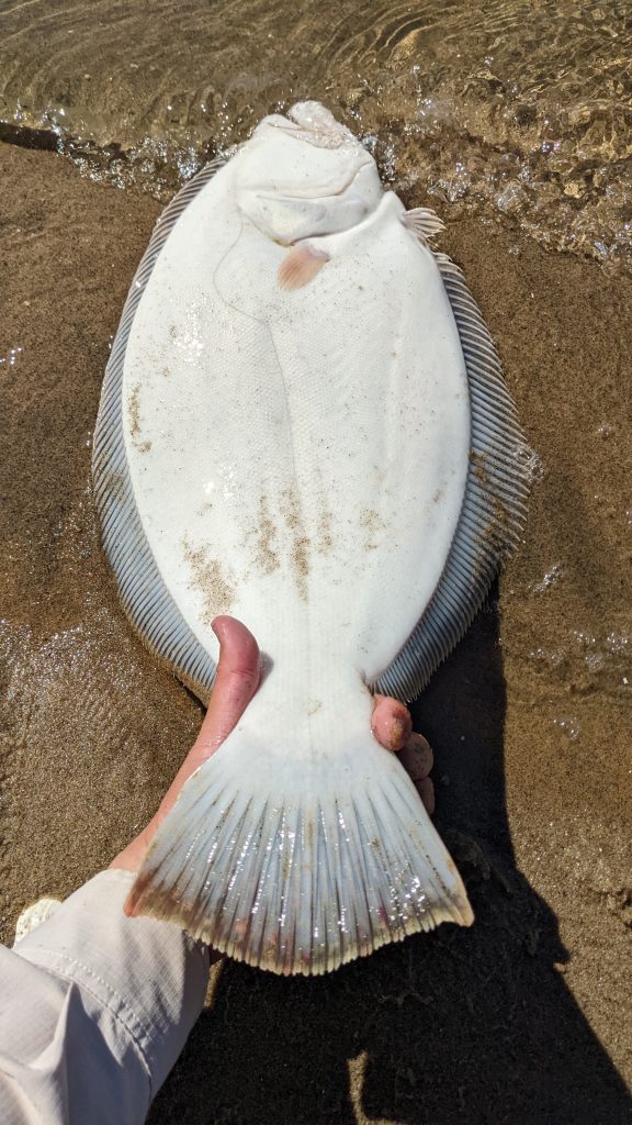 back bay fluke fishing with jerkbaits
