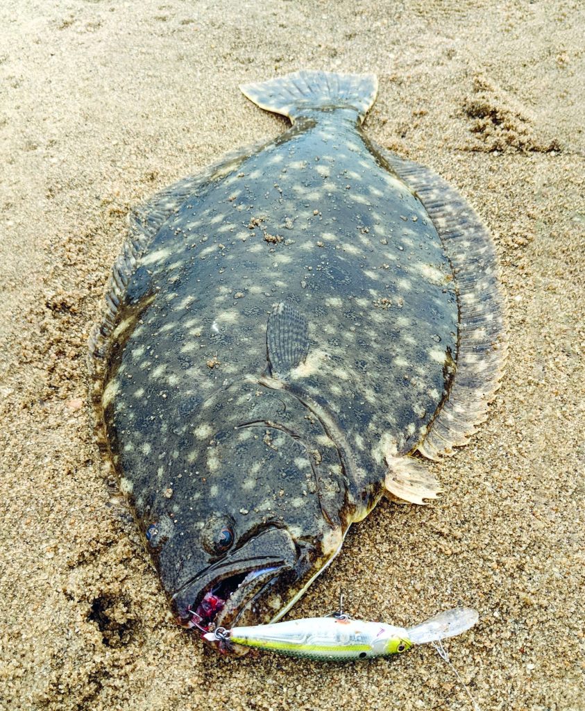 fluke fishing with jerkbaits