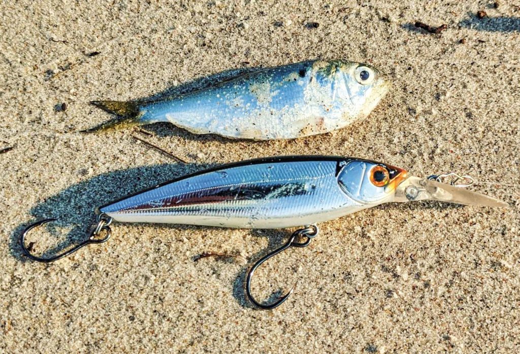 match the hatch when fluke fishing with jerkbaits