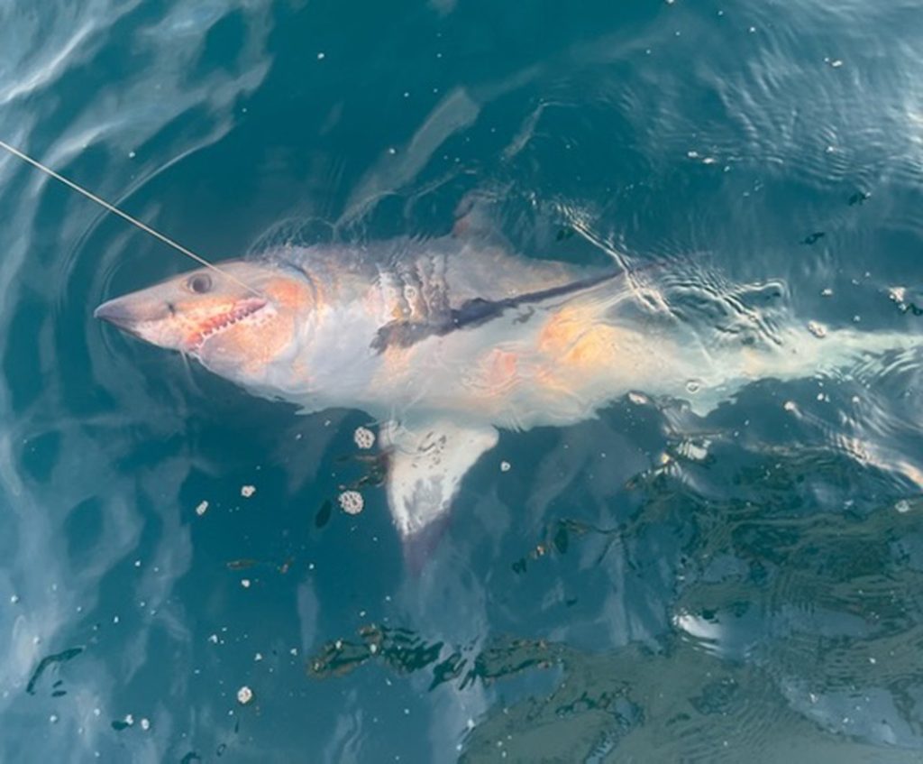 Adventureandcatch Charters mako