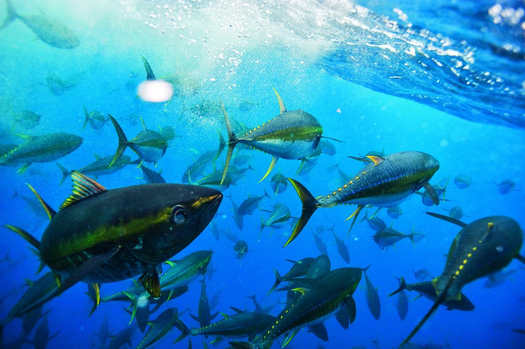 yellowfin tuna