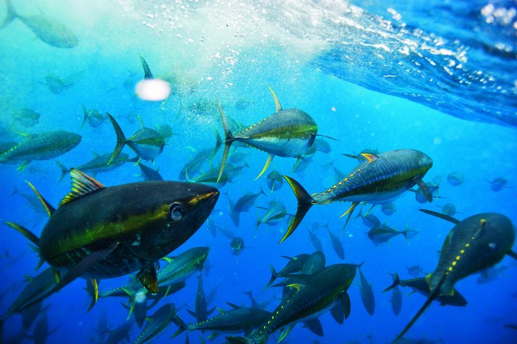 yellowfin tuna