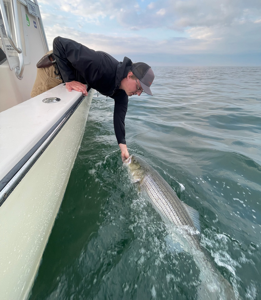 Nice bass boatside with Stonington Stripers.