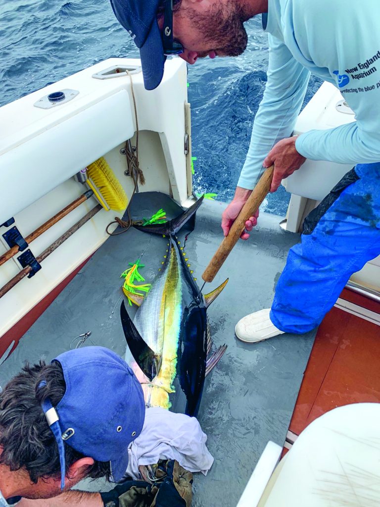 Atlantic yellowfin tuna tagging studies