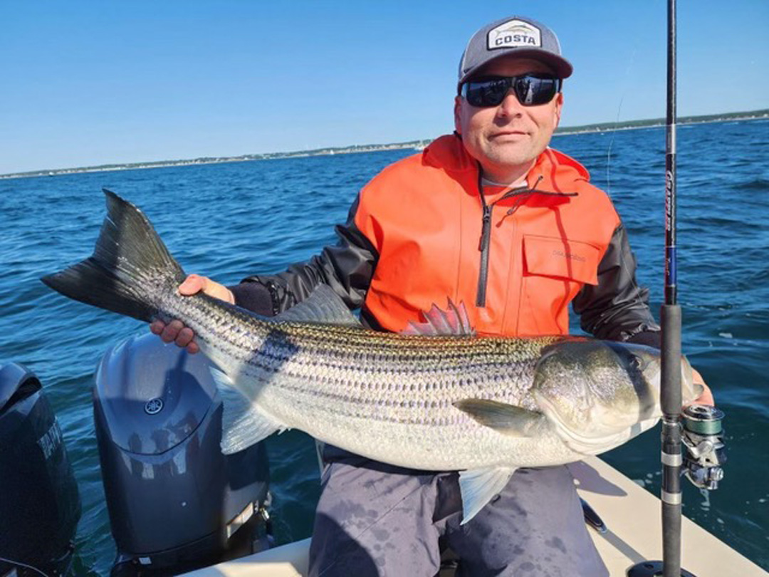 striped bass