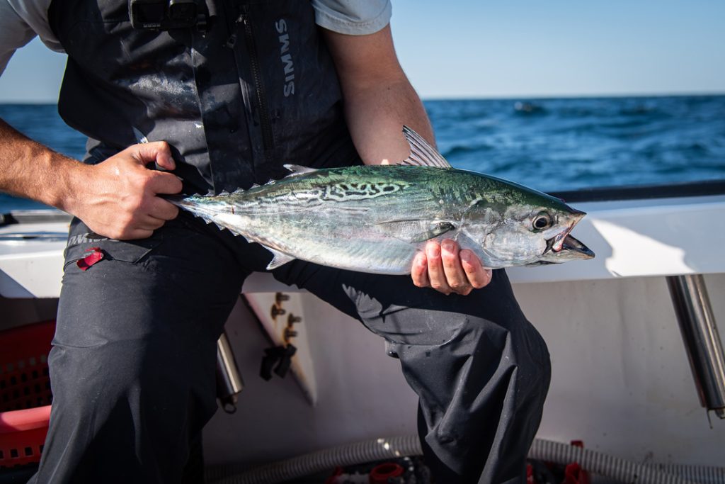 false albacore