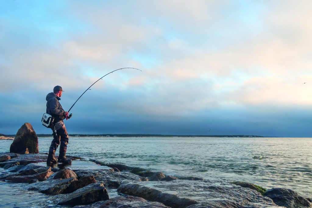 Cape Cod mullet run 2023