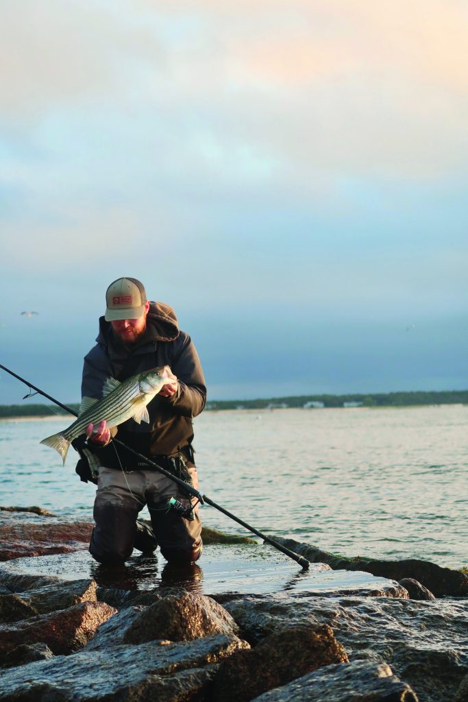 Cape Cod mullet run 2023