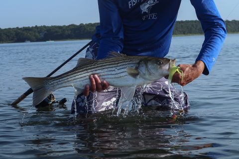 SURVEY: Take the Virginia Tech Striped Bass Survey