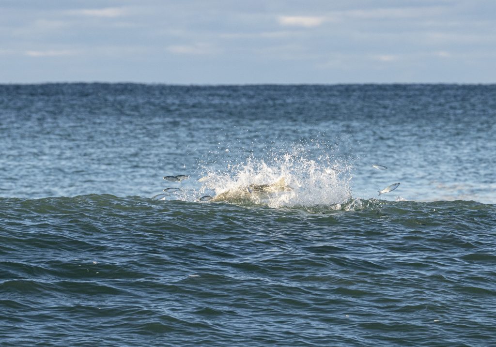 New Jersey mullet run by Tom Lynch