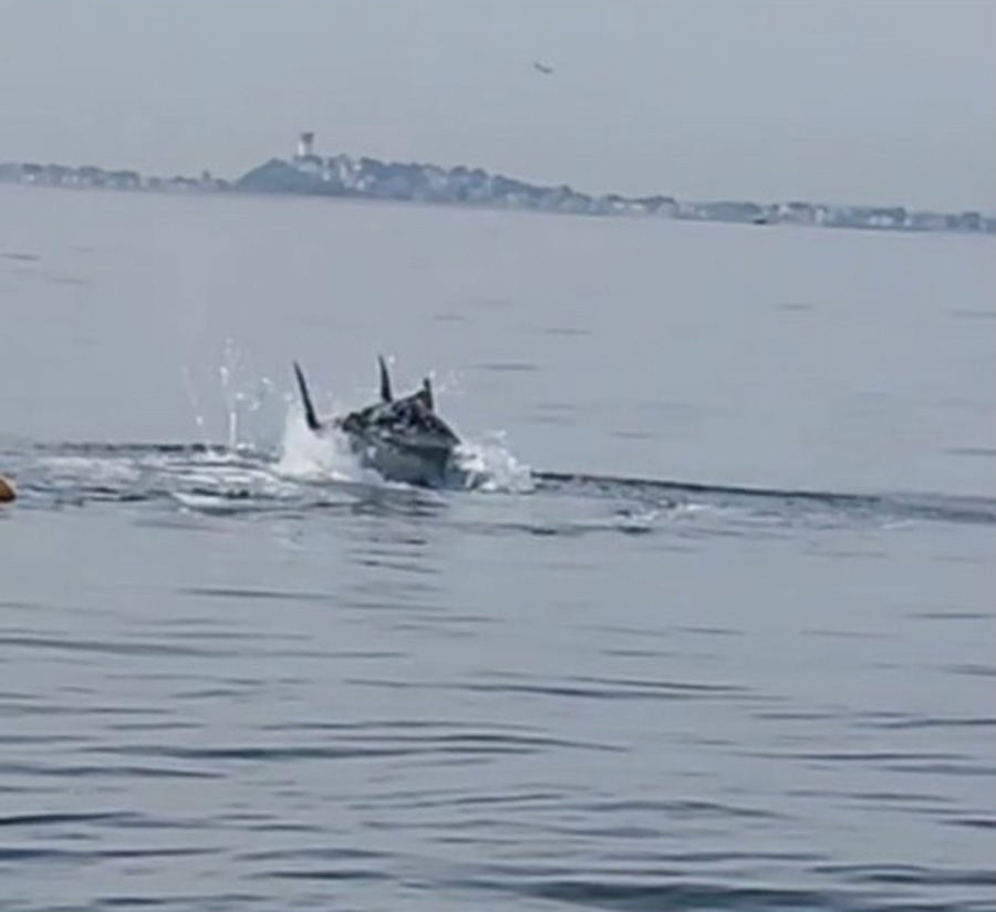 bluefin