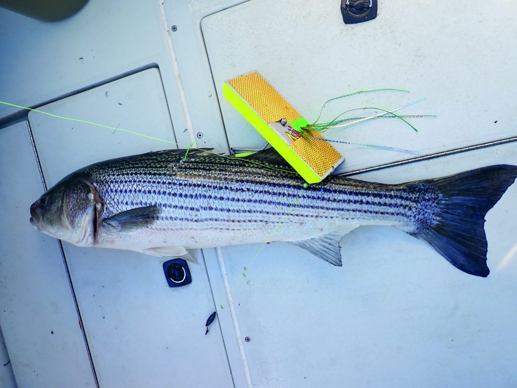 trolling eels for striped bass
