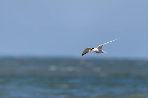 Dialing in Birds with Radar is a Game-Changer for Anglers