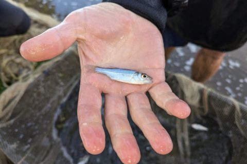 Maryland DNR Reports Poor Striper Spawning for the 6th Straight Year