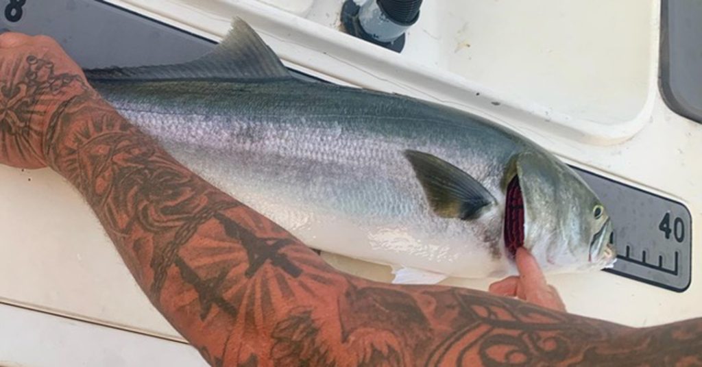 Revere Beach bluefish