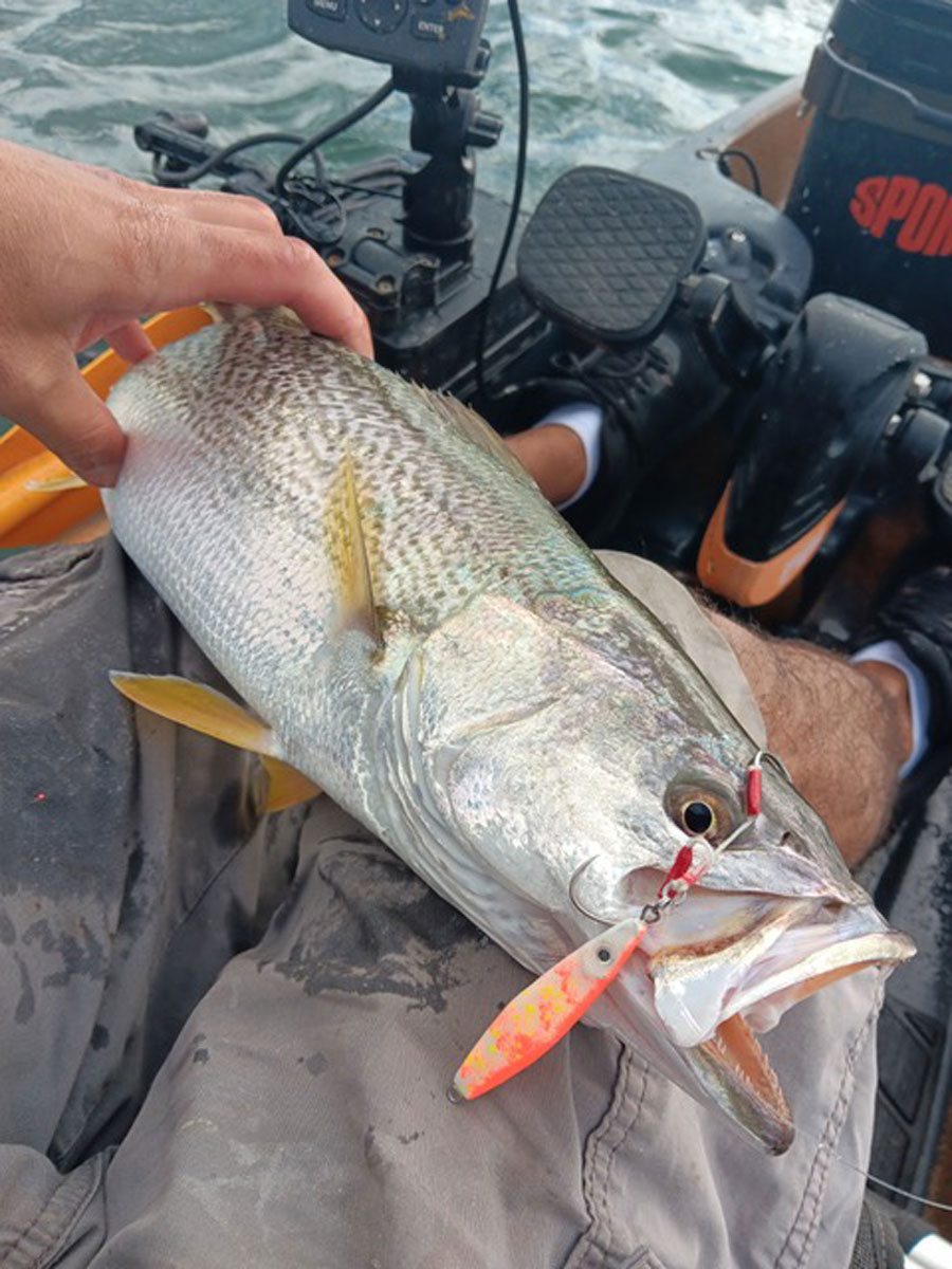 weakfish