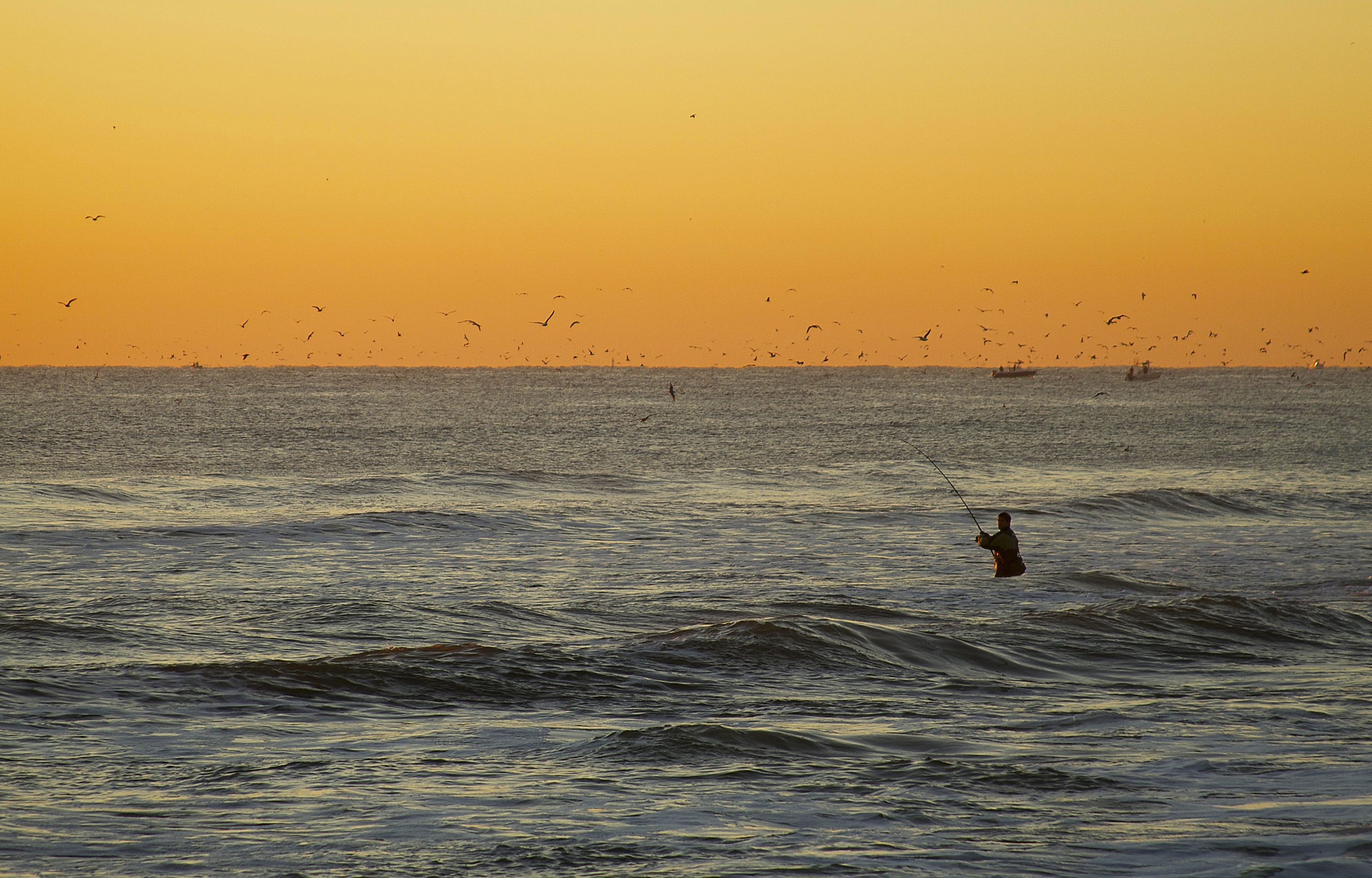 Long Island fall run of 2013