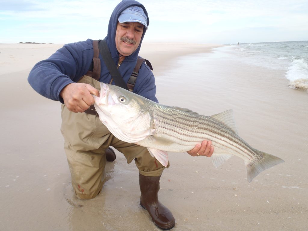 Long Island fall run of 2013