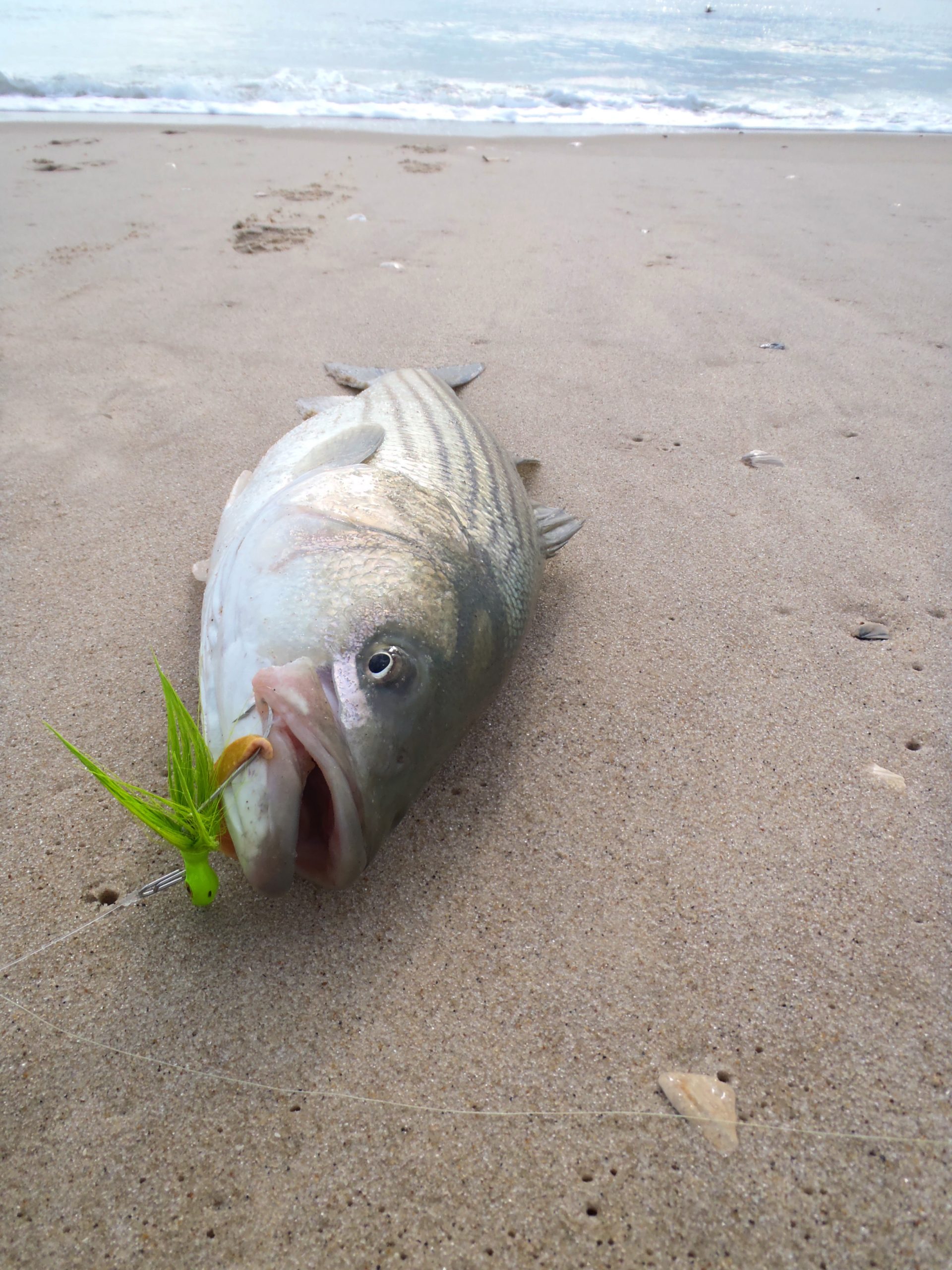 Long Island fall run of 2013