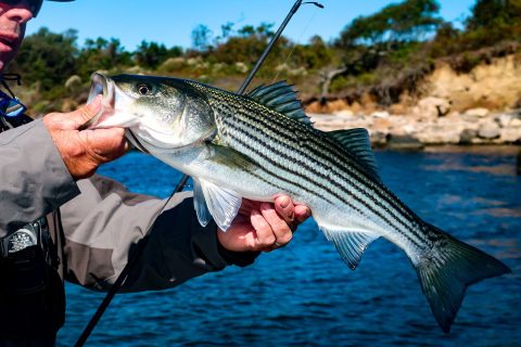 Important Striped Bass Meeting Dates