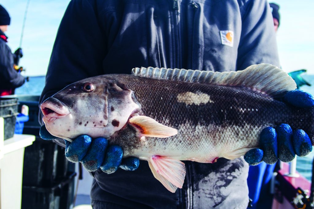Tautog Fishing in Long Island Sound