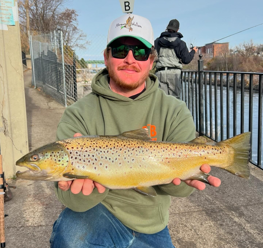 brown trout