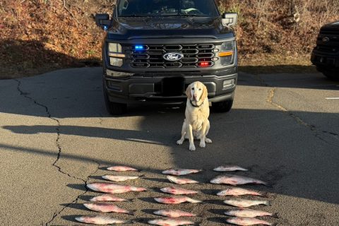 Conservation Police K9 Luna looking over seized striped bass