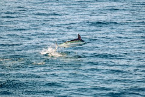 The Skillie Project: Tagging White Marlin with the Billfish Foundation