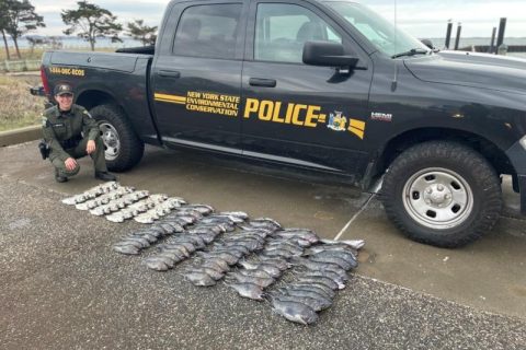illegal sea bass and porgy seized by DEC