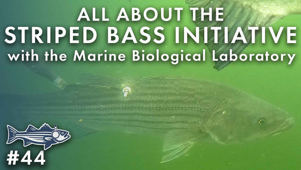The Striped Bass Initiative at the Marine Biological Laboratory