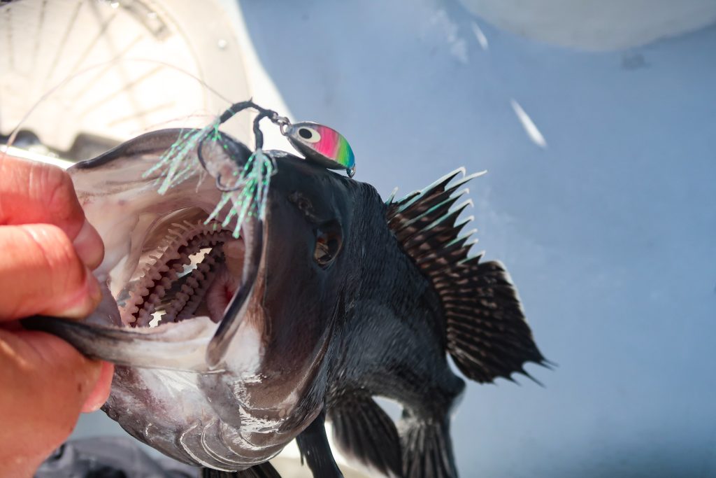 slow-pitch jigging for black sea bass