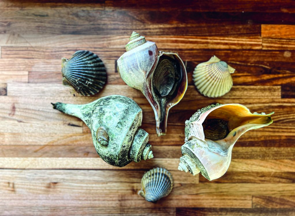 whelk recipes