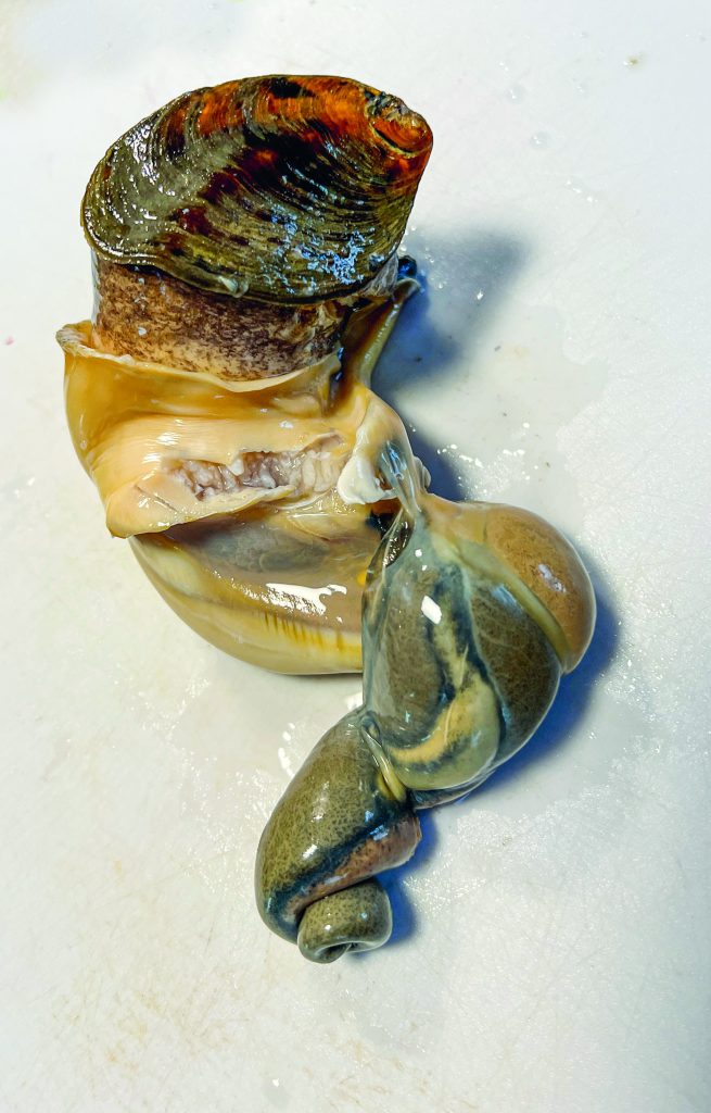 whelk recipes