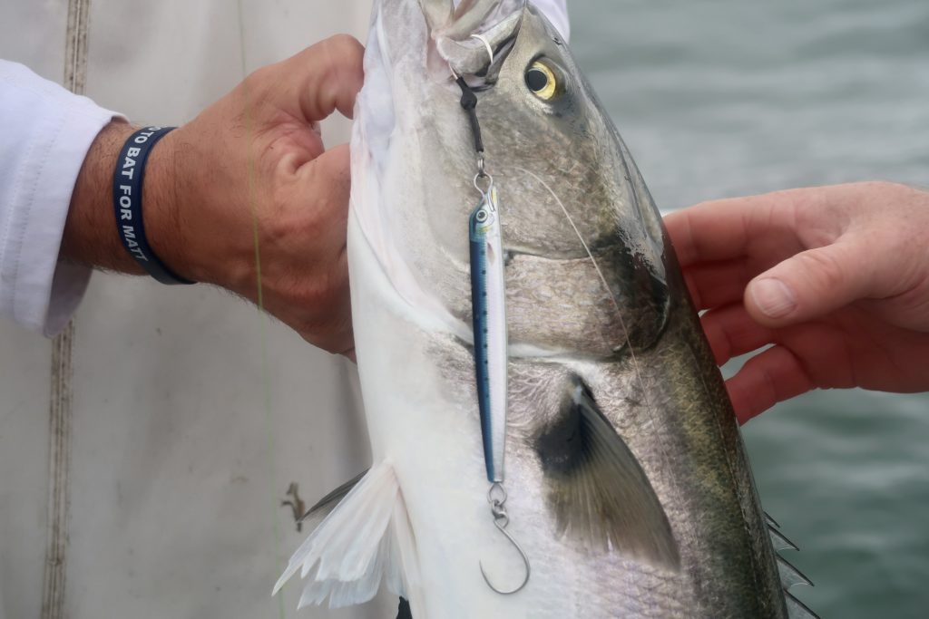 slow-pitch jigging for bluefish