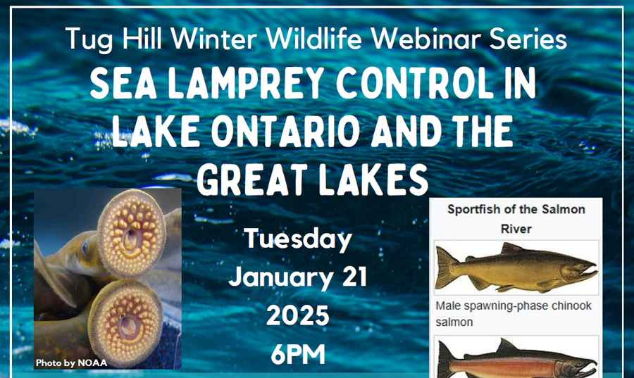 Sea Lamprey Control 