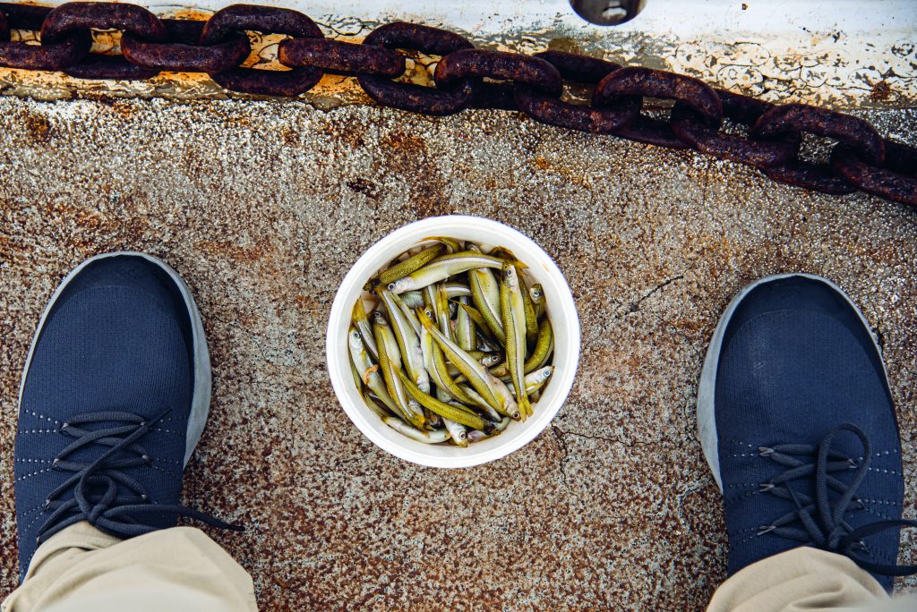 Block Island fluke bait bucket