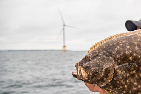 Block Island Fluke Fishing