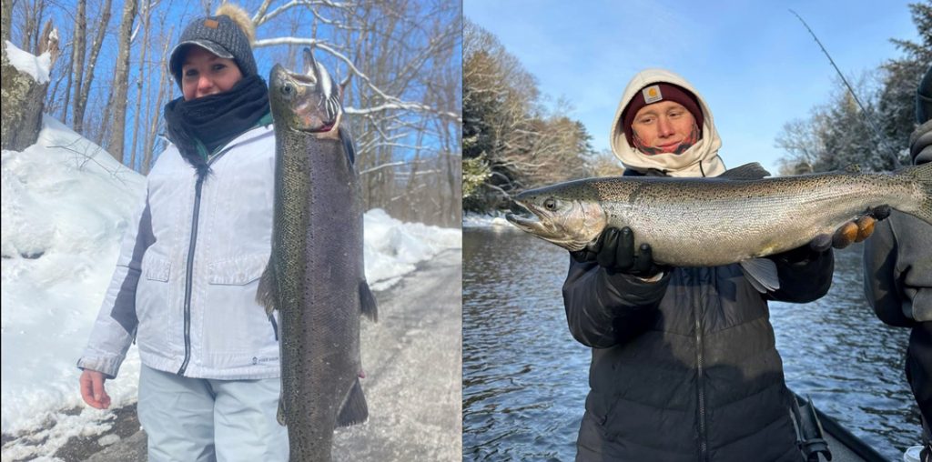 Salmon River steelhead