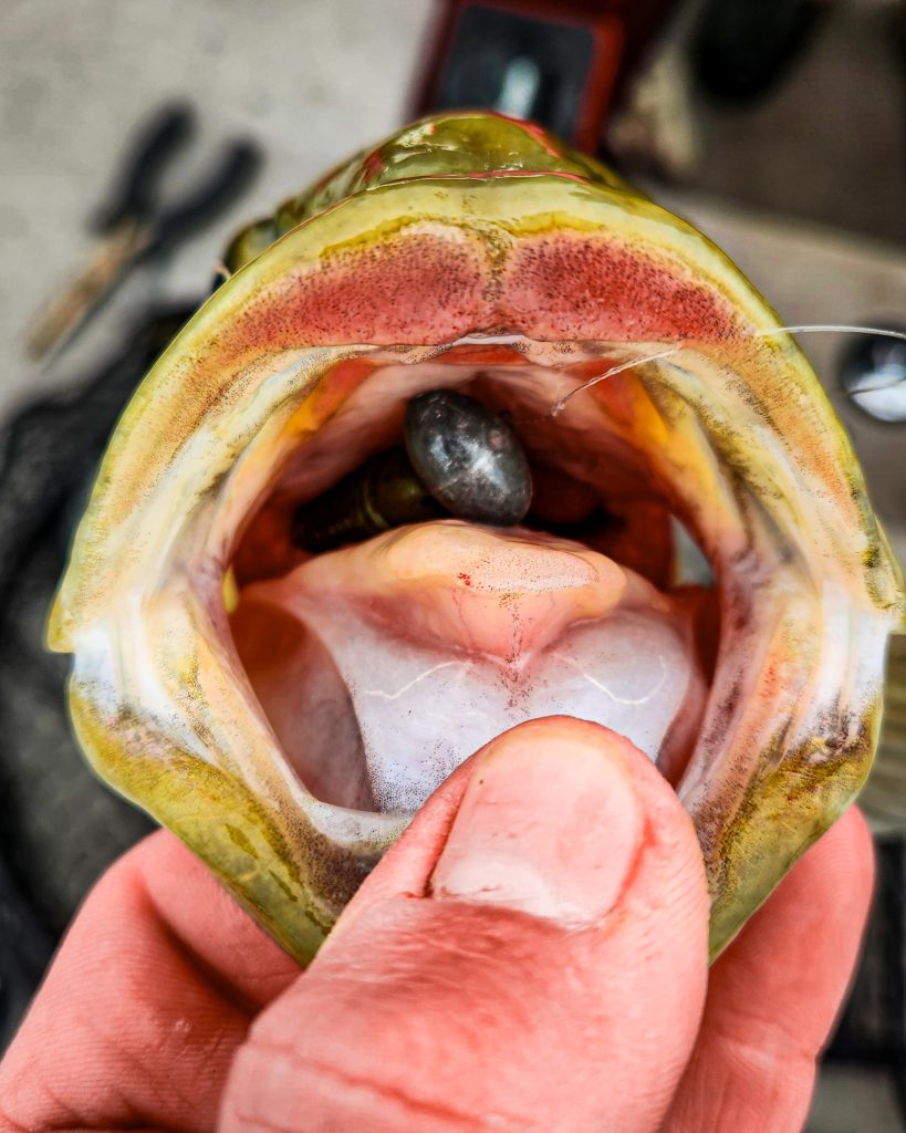 bass fishing with soft-plastic swimbaits