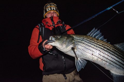 Catching Coldwater Stripers Before the Migration