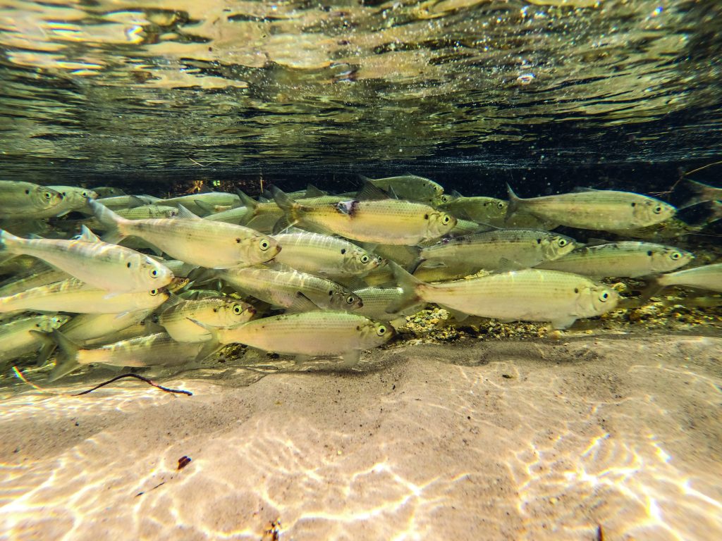 alewives are a staple in the diets of coldwater stripers before the spring migration begins. 