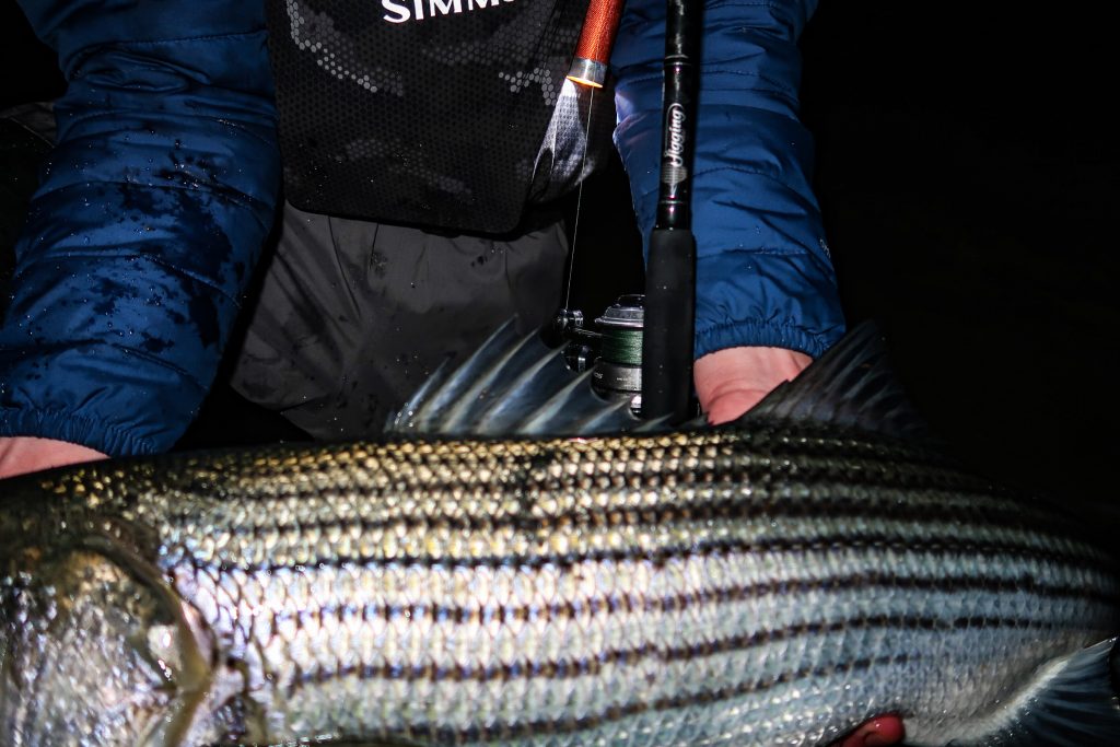 targeting coldwater stripers as they gorge on alewives requires a slightly larger, more powerful rod than standard 7-foot inshore setups. 