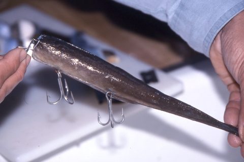 3 Old School Striper Techniques that Still Catch Fish