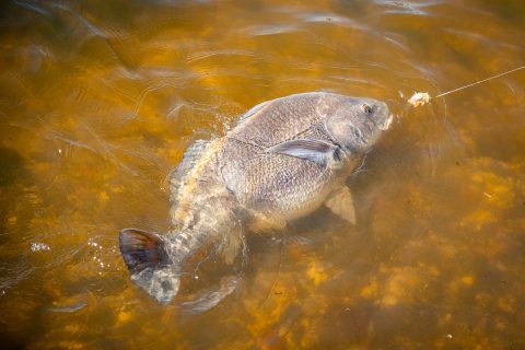 Catching Black Drum from Shore in New Jersey