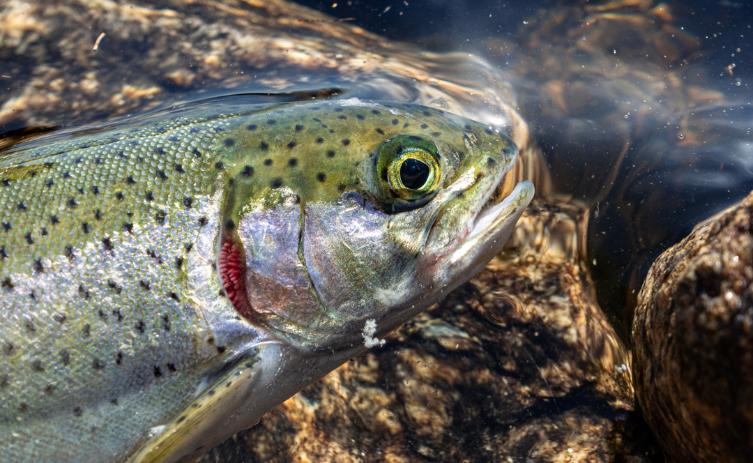 rainbow trout courtesy of Connor Zisk