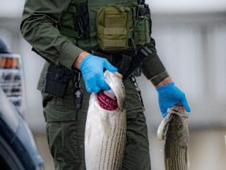 ECO Falkengren with illegally caught striped bass