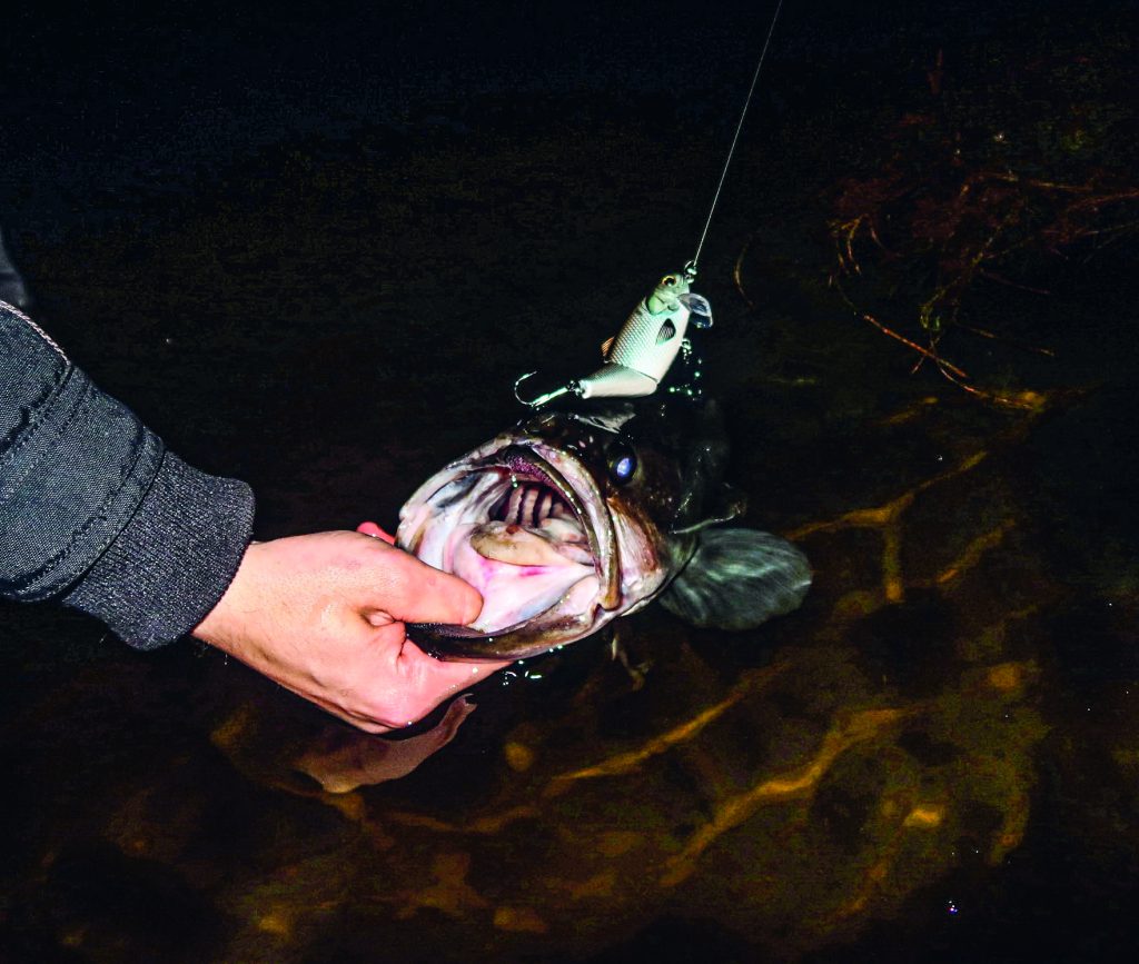 largemouth on wakebaits
